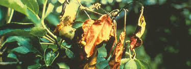 Tizón del fuego del tabaco