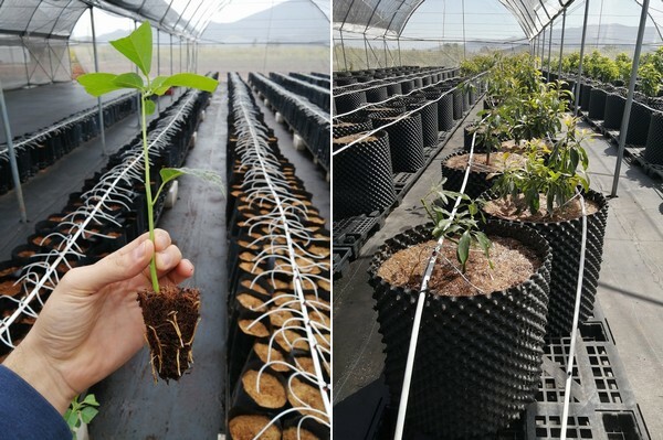 Primer vivero de propagación clonal en plantas de aguacate