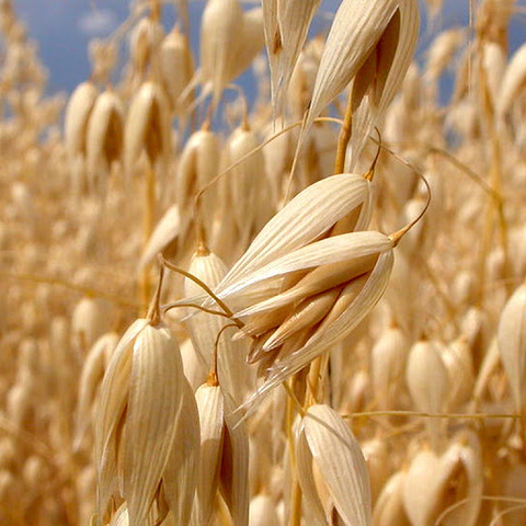 Tizón en las avenas