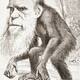 Charles darwin ape cartoon magazine the hornet march 22 1871