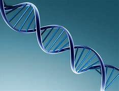 Primer mapa del genoma de una planta