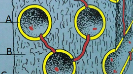 Timeline: TEORIAS DEL ORIGEN DE LA VIDA