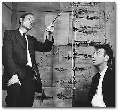 Pubblicazione scoperta di Franklin: Watson e Crick