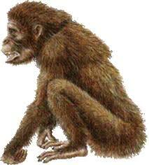 Primates ( 70 millones de añso)