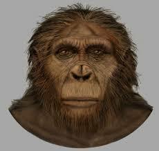 Australopithecus anamensis (4.000.000 años)