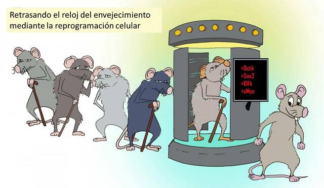La reprogramación celular desarrollada con ratones.
