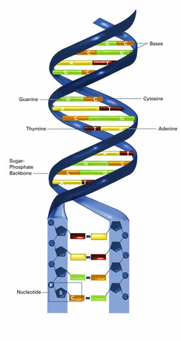 Composición química de los genes