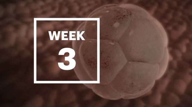 Week 3