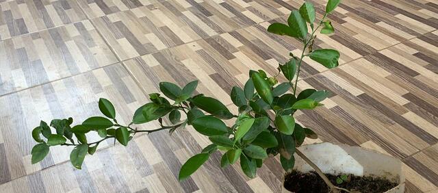 Planta de Limón semana 12