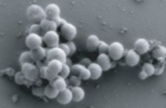 Synthia 3.0, il batterio sintetico con il minor numero di geni