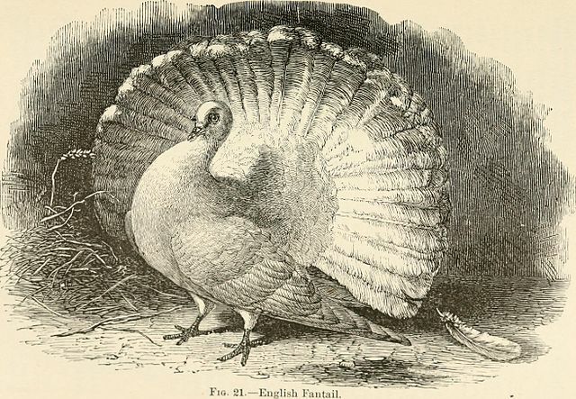 Variations of Animals and Plants Under Domestication