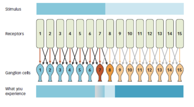 Contribution to Science- The Mach Bands