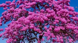 Timeline: TIMELINE EIMI AREVALO