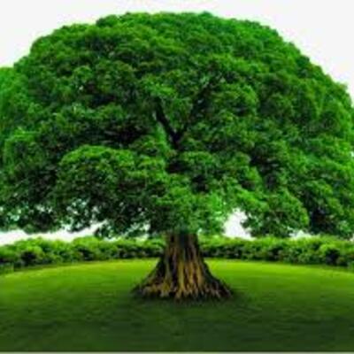 Timeline: Tiempo de Linea 2 Tema 4