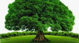 Timeline: Tiempo de Linea 2 Tema 4