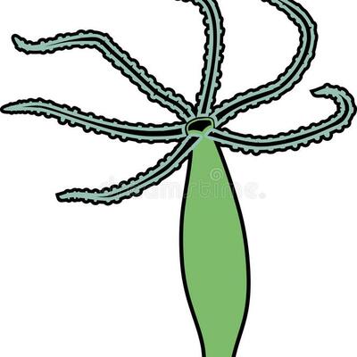 Timeline: la reproduction d'hydra