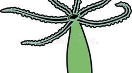 Timeline: la reproduction d'hydra