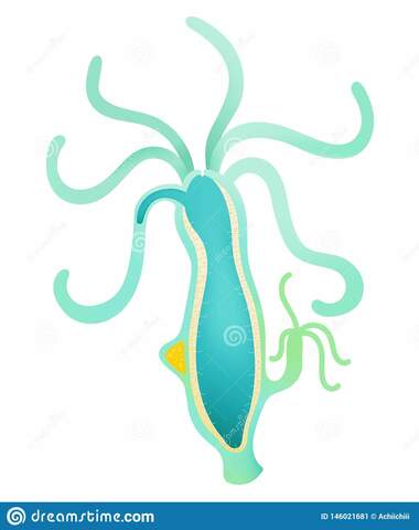 apparition d'un bourgeon