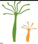 Le bourgeon se décroche de l'hydra