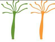 le bourgeon continue sa croissance sur le sol et devient un hydre à son tour