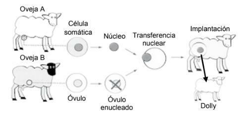 La primera clonación de un mamífero a partir de una única célula madre.