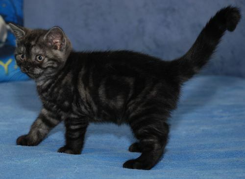 My cat Bonya was born