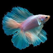 Nouveau membres de famille