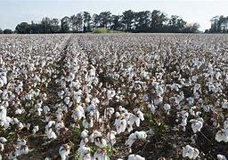 ***LEVON*** King Cotton