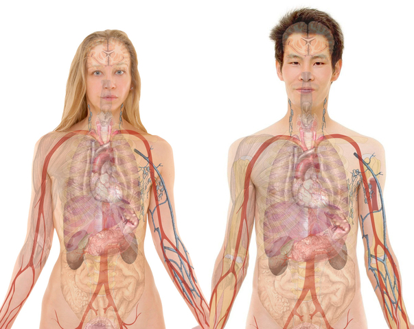 REFORMA DE LA ENSEÑANZA MEDIA
