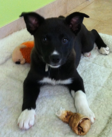 Nous avons une petite chiot, Nova