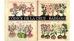 Martín de la Cruz y Juan Badiano publican el “Códice Badiano”