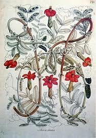 Inicia la catedra de botánica