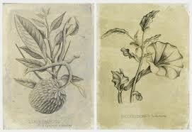 Se inician las cátedras de Botánica en la Universidad.