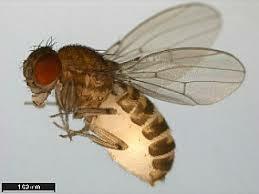 Mosques de la fruita, el primer esser viu a l'espai