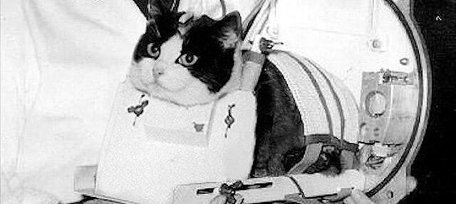 Primer gat en viatjar a l'espai i en tornar viu: Felicette