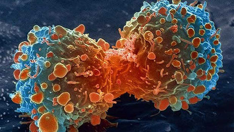 Master universitari d'oncología molecular