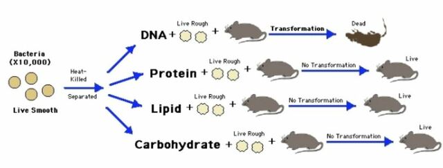 Oswald Avery,  Maclyn McCarty & Colin McCleod