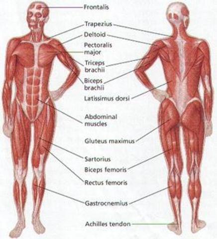 Vesaluis' Book of Anatomy