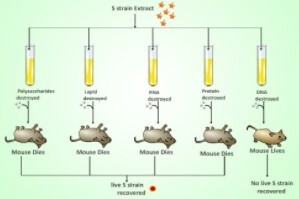 Oswald Avery,  Maclyn McCarty & Colin McCleod