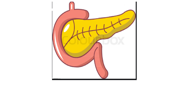 Pancreas Transplant
