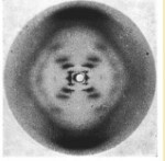 Rosalind Franklin & Maurice Wilkins