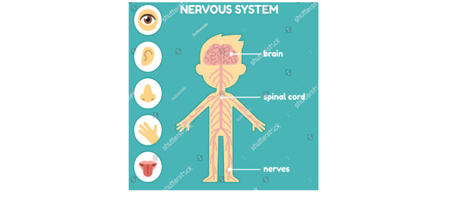 Nerve Transfer Procedure