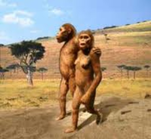 Australopithecus afarensis