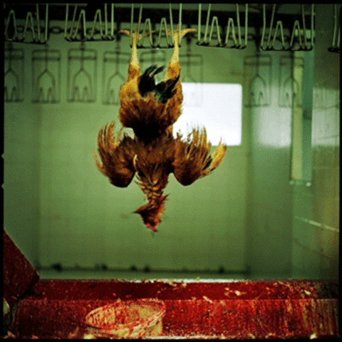 In the USA every second humans produce 12,000 lbs of effluent while farmed animals produce 250,000 lbs