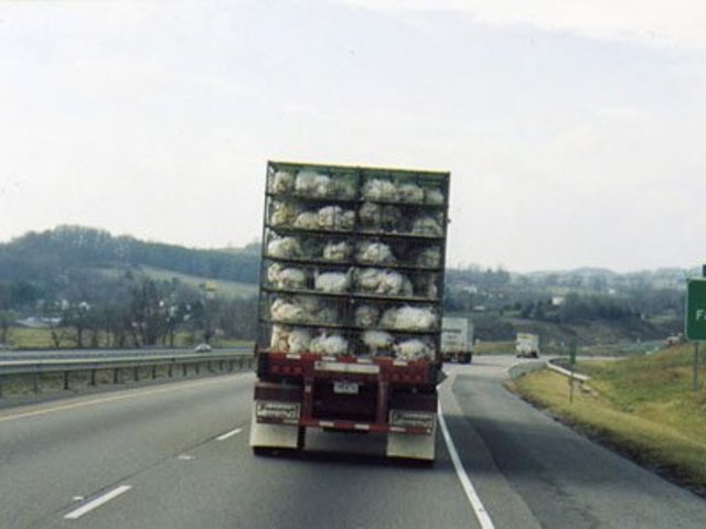 8/10 of cultivated land in the UK is used to grow food for animals (14,732,000 hectares)