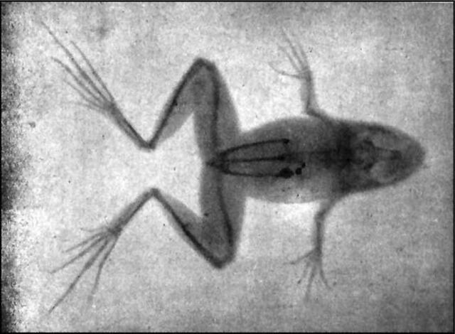 Primer rayos x en animales