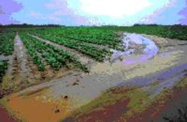 Meat is full of traces of antibiotics, hormones, toxins produced by stress & pesticide residues that become concentrated from all the crops they have eaten.