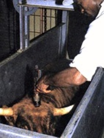In the UK animals are killed by first being stunned with electricity or a captive bolt gun (ie. a bolt is fired into their heads) before having their throats slit & being plunged into boiling water – all this happens on a production line with the animals