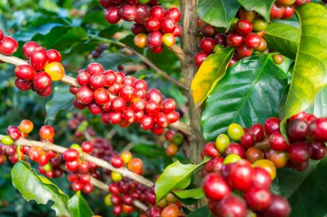 Mario Rodríguez Rodríguez, nacimiento junio 1931