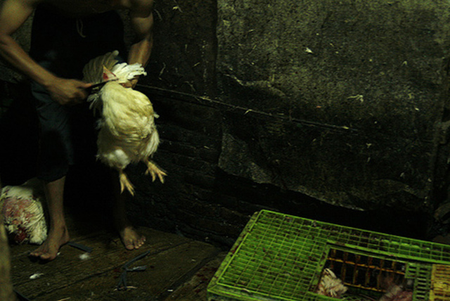 Chicks are debeaked without anaesthetic to prevent them injuring each other in the unnaturally confined conditions they are kept in – this is equivalent to having your fingernails pulled out without anaesthetic.